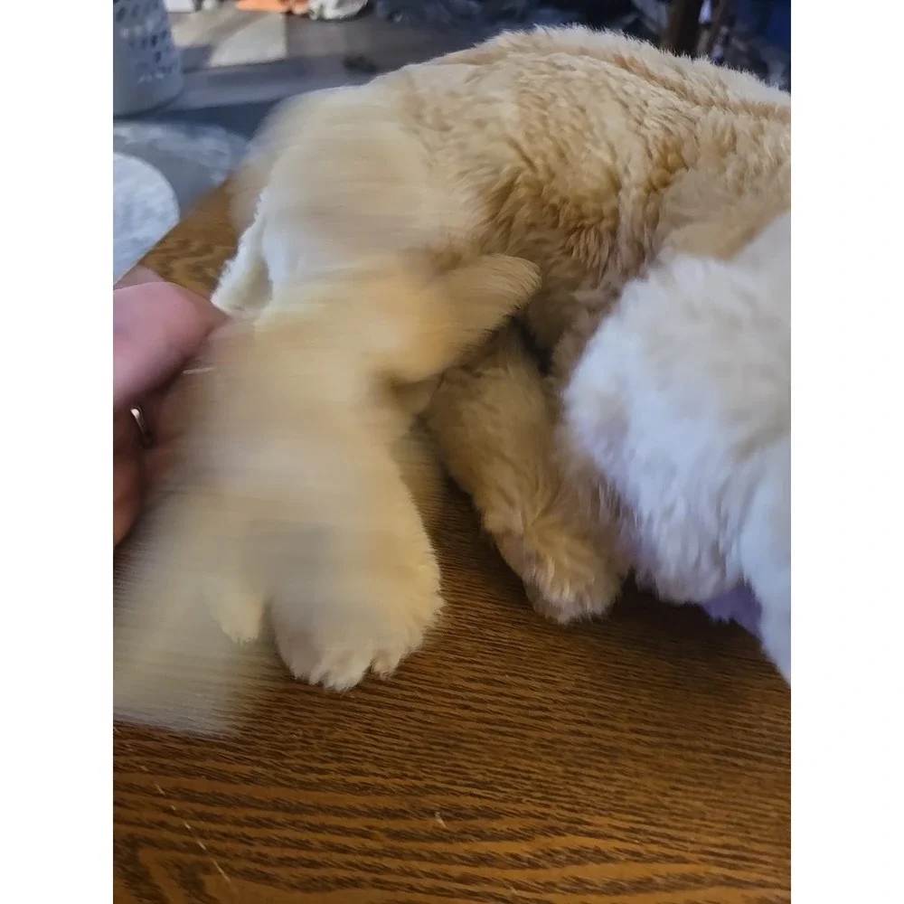DEMDACO PLUSH  REALISTIC GOLDEN‎ RETRIEVER  With PUPPY DOG